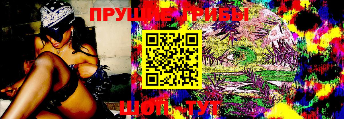 Псилоцибиновые грибы Psilocybe Новокубанск